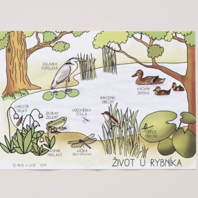 Život u rybníka a v něm – obrázková karta