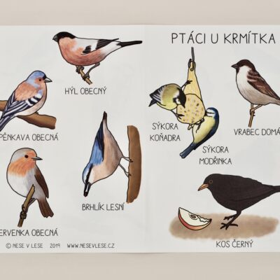 Ptáci u krmítka – obrázková karta