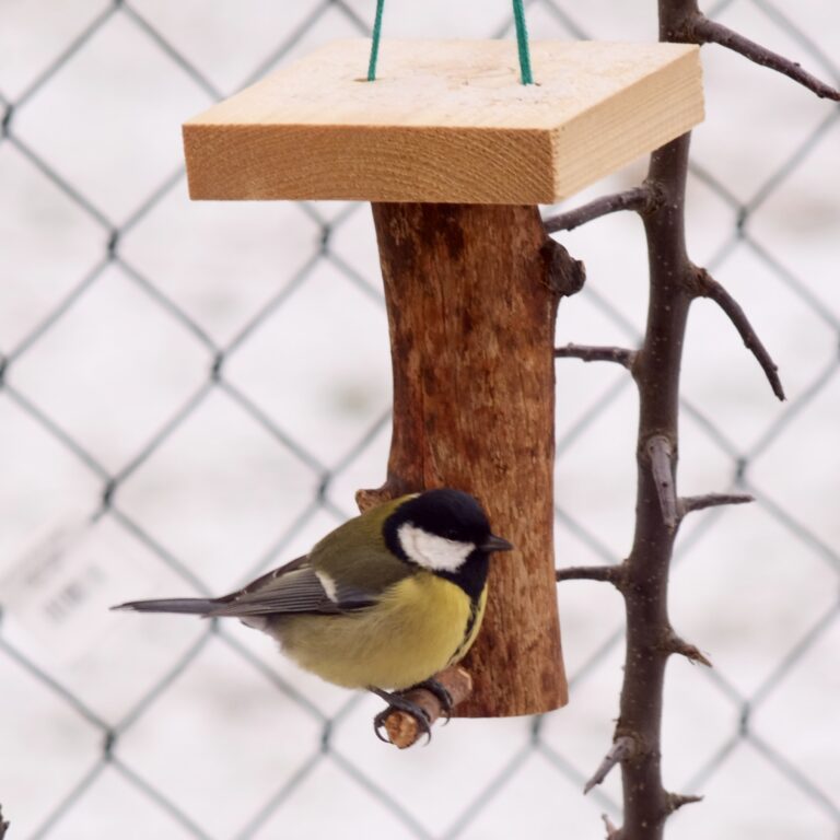 Přečtete si více ze článku Pořiď si krmítko