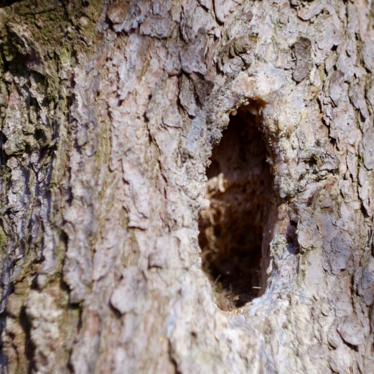 Přečtete si více ze článku Hledej znamení zvěře