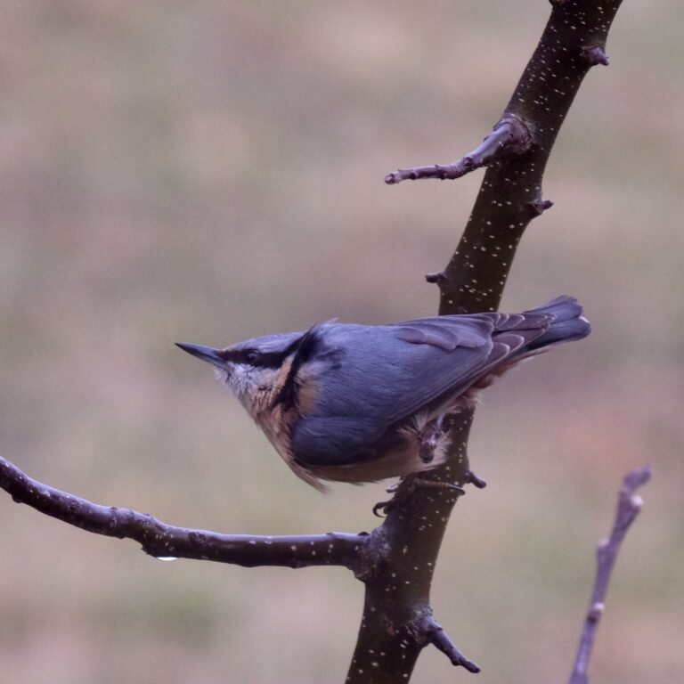 Přečtete si více ze článku Pozoruj ptáky