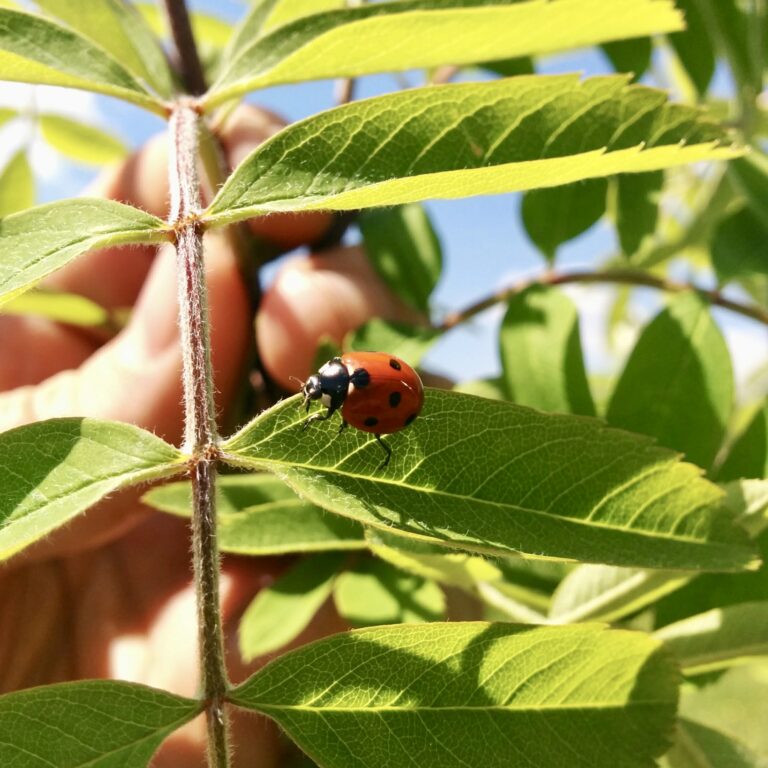 Přečtete si více ze článku Pozoruj hmyz