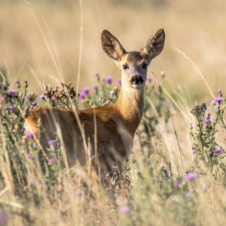 Přečtete si více ze článku Jaké jsem zvíře?