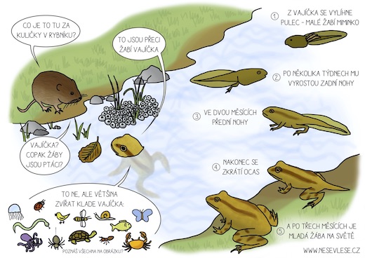 Přečtete si více ze článku Víš, jak se vyvíjí žába?