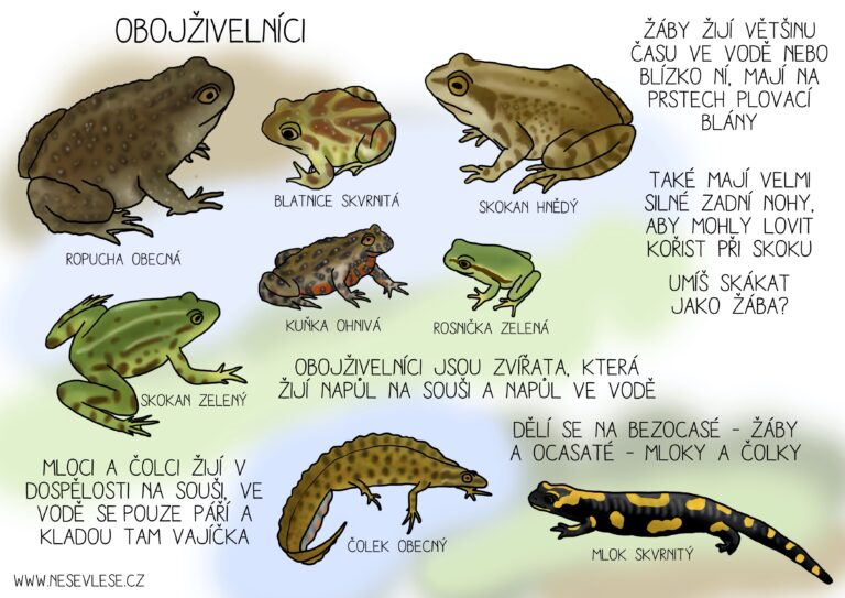 Přečtete si více ze článku Zkoumej obojživelníky