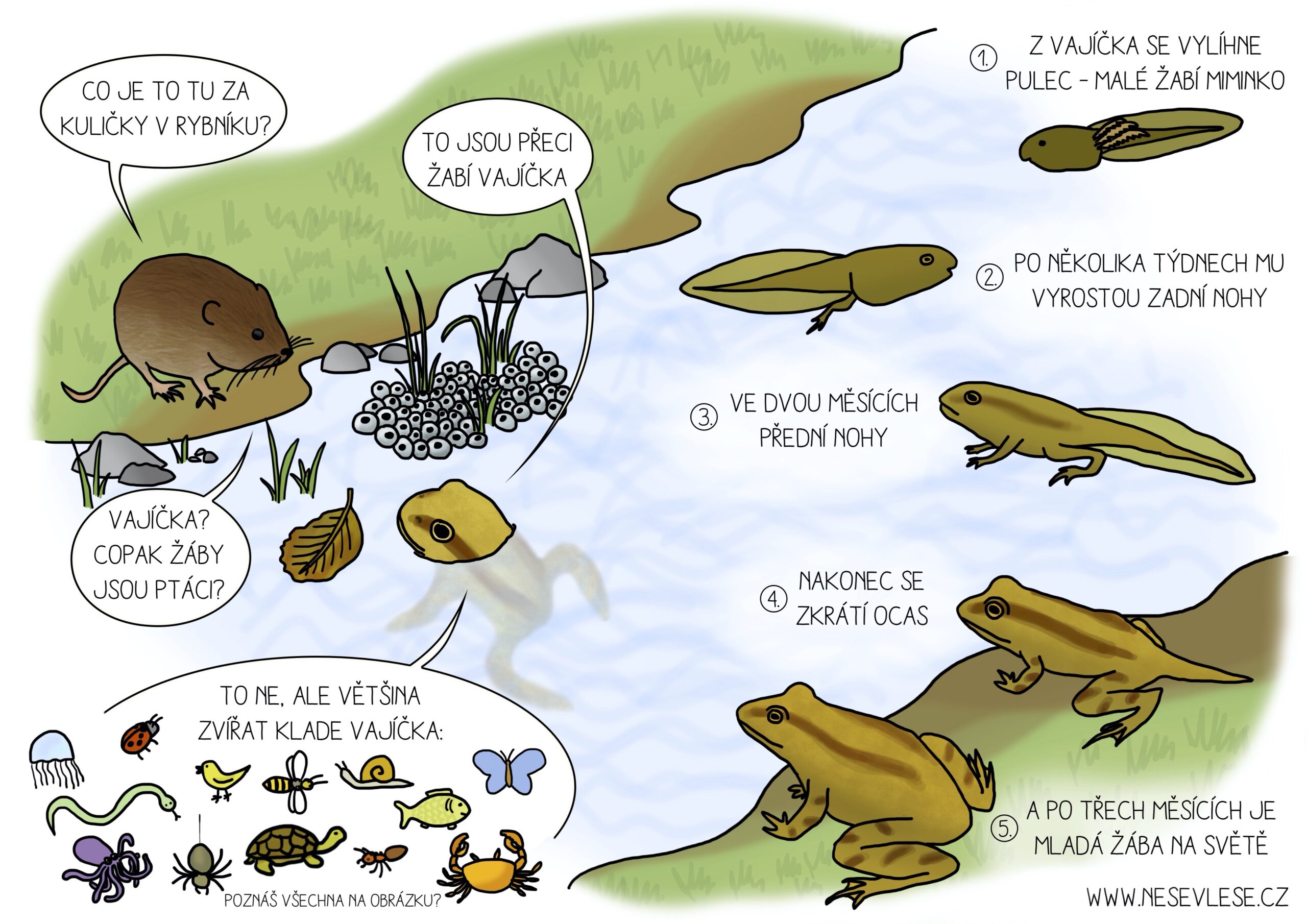 Přečtete si více ze článku Víš, jak se vyvíjí žába?